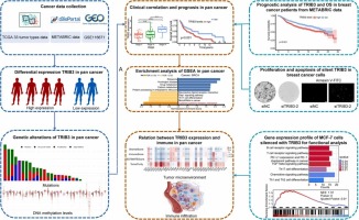 Comprehensive Pan-Cancer Analysis Unveils the Significant Prognostic Value and Potential Role in Immune Microenvironment Modulation of TRIB3