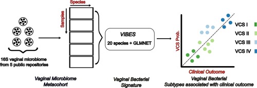 VIBES: a consensus subtyping of the vaginal microbiota reveals novel classification criteria