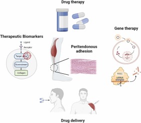 Peritendinous adhesion: therapeutic targets and progress of drug therapy