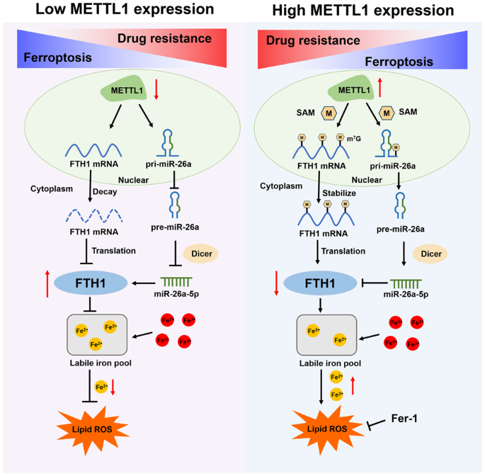 M7G modification of FTH1 and pri-miR-26a regulates ferroptosis and chemotherapy resistance in osteosarcoma