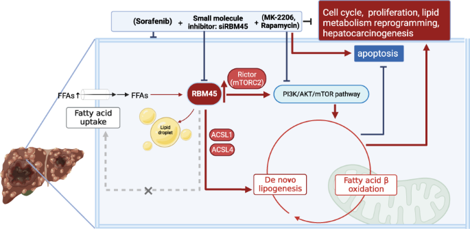 RBM45 reprograms lipid metabolism promoting hepatocellular carcinoma via Rictor and ACSL1/ACSL4