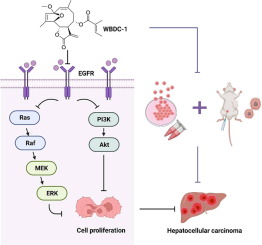 A highly oxidized germacranolide from elephantopus tomentosus inhibits the growth of hepatocellular carcinoma cells by targeting EGFR in vitro and in vivo