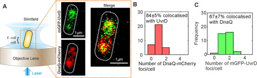 Tetrameric UvrD Helicase Is Located at the E. Coli Replisome due to Frequent Replication Blocks