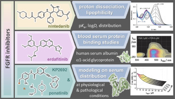 In vitro biodistribution studies on clinically approved FGFR inhibitors ponatinib, nintedanib, erlotinib and the investigational inhibitor KP2692