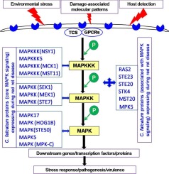 MAPK signaling pathway orchestrates and fine-tunes the pathogenicity of Colletotrichum falcatum