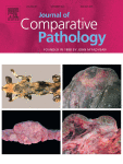 Dilated pore of Winer in a dog