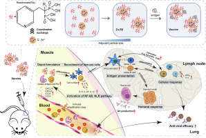 Micronanoparticled risedronate exhibits potent vaccine adjuvant effects