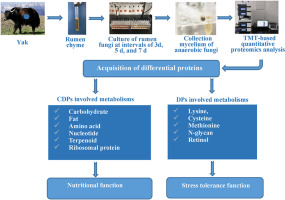 TMT-based quantitative proteomics reveals the nutritional and stress resistance functions of anaerobic fungi in yak rumen during passage at different time intervals