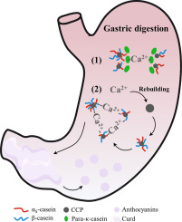 Release of anthocyanins encapsulated by high hydrostatic pressure-treated micellar casein: Effect of serum Ca2+ level during in vitro digestion