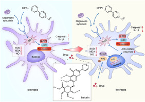 Baicalin exerts neuroprotective actions by regulating the Nrf2-NLRP3 axis in toxin-induced models of Parkinson's disease