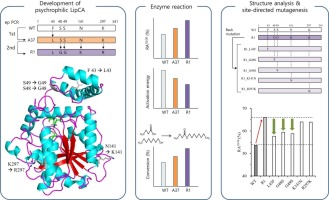 Production of octyl butyrate using psychrophilic mutant lipase from Croceibacter atlanticus LipCA lipase developed by a molecular evolution technique